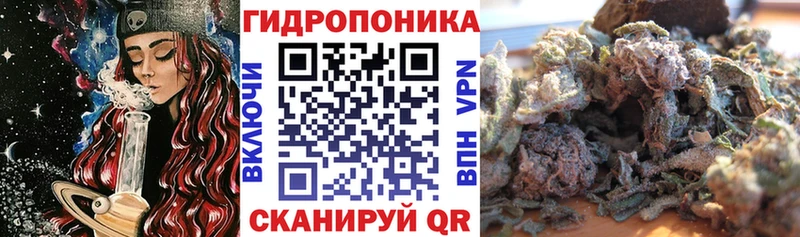 Бошки Шишки планчик  Малгобек 